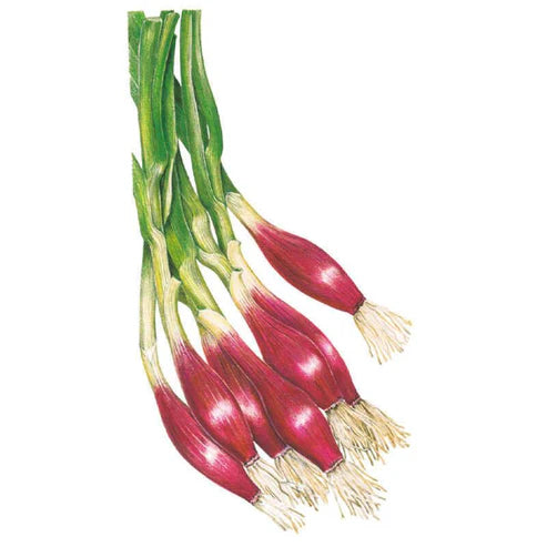Onion-Bunching Italian