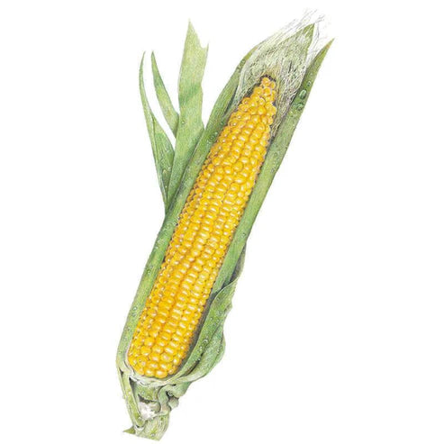 Corn-Sweet Buttergold