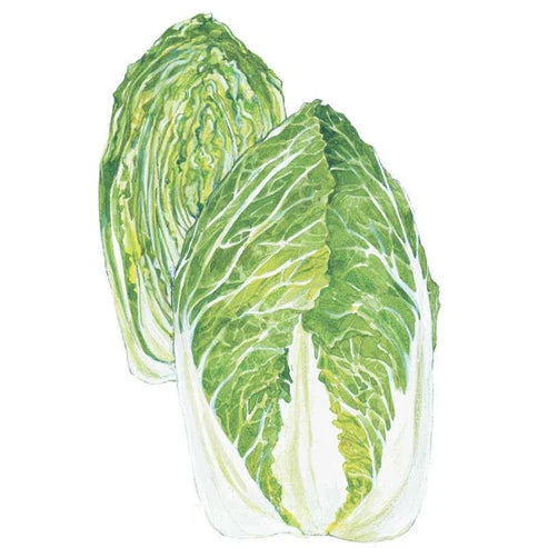 Cabbage-Napa One Kilo Hybrid
