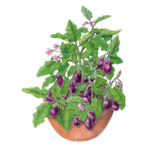 Eggplant-Jewel Amethyst