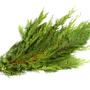 Bundle-Cedar Port Orford