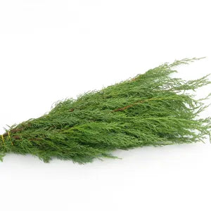 Bundle-Juniper Blue Tip