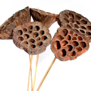 Christmas-Accent Lotus Pod Natural