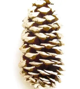 Pine Cone-Regular Natural White Tip