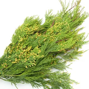 Bundle-Cedar Incense