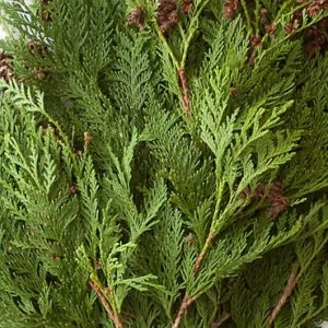 Garland-Cedar Coned Linear Foot