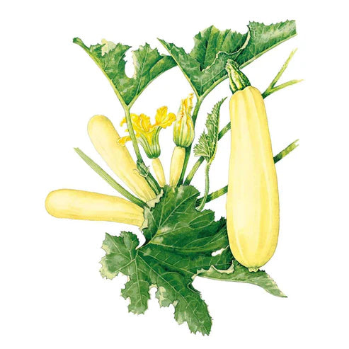 Squash-Summer Chiffon Hybrid
