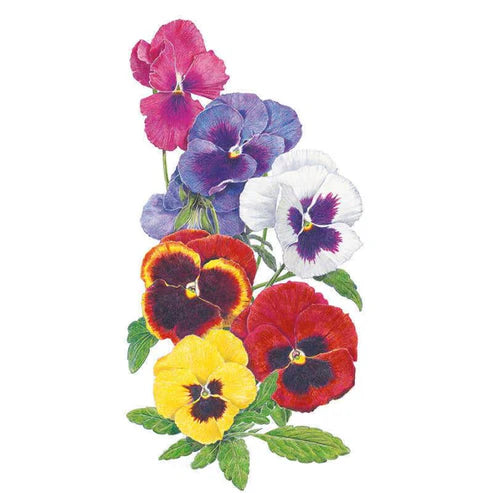 Pansy-Swiss Giants Blend