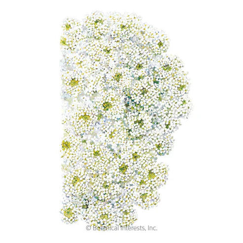 Alyssum-Sweet Tiny Tim