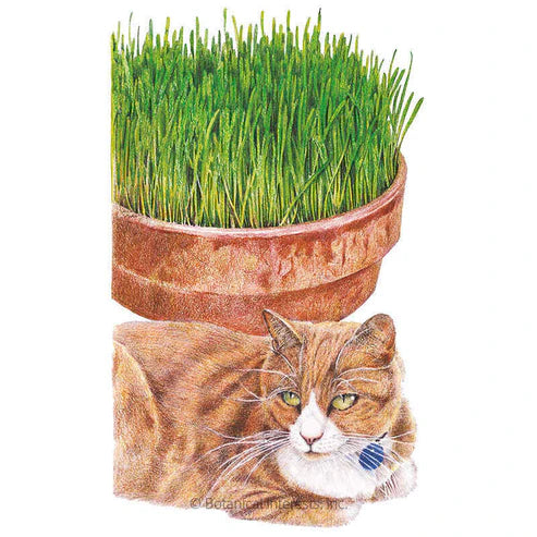 Cat Grass Org