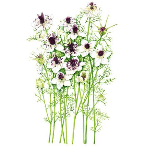 Love-in-a-Mist-African Bride