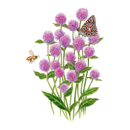 Gomphrena-Lavender Lady