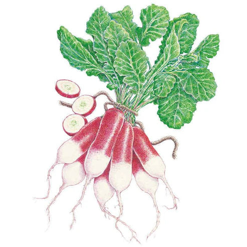 Radish-French Breakfast Org