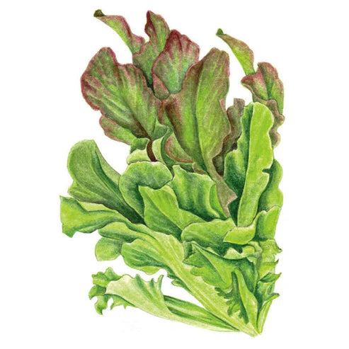 Lettuce-Leaf Salad Bowl Blend Org