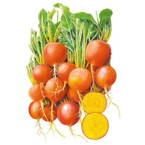 Beet-Touchstone Gold Org