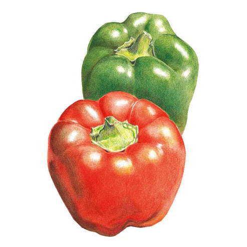 Pepper-Sweet California Wonder Org