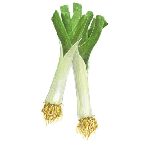 Leek-King Richard Org