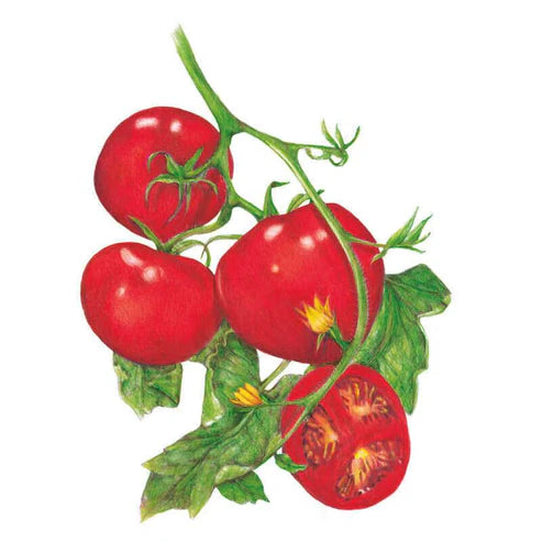 Tomato-Pole Moneymaker Org