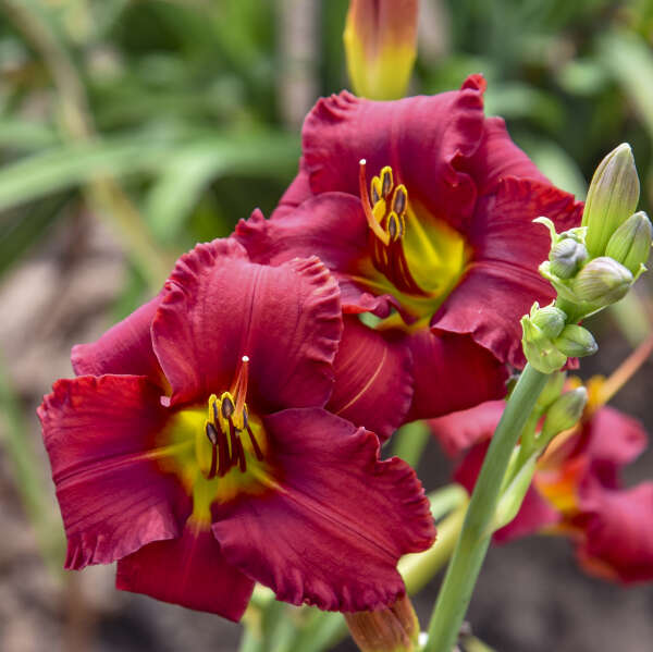Daylily-Blazing Returns 1C