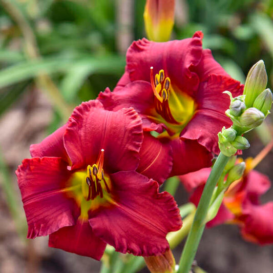 Daylily-Blazing Returns 1C