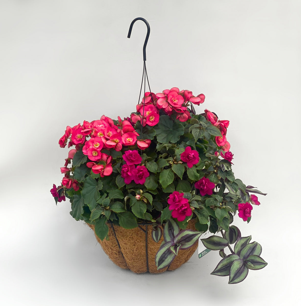 KAN-YO plants　Begonia セット❣️ Begonia Garden Macarazz/Impatiens Purple/Tradescan – Country