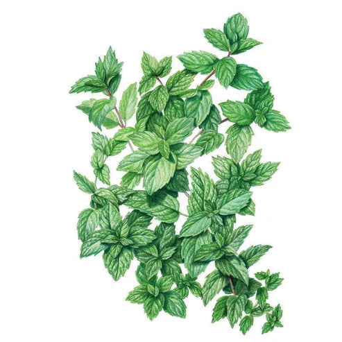 Mint-Common