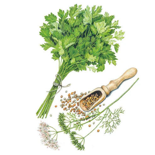 Cilantro/Coriander-Moroccan