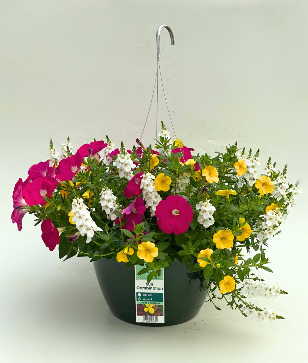 Calibrachoa Yellow/Diascia White/Petunia Pink