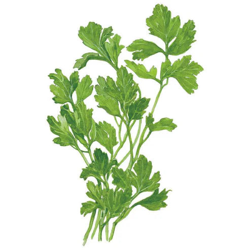 Parsley-Italian Giant Org