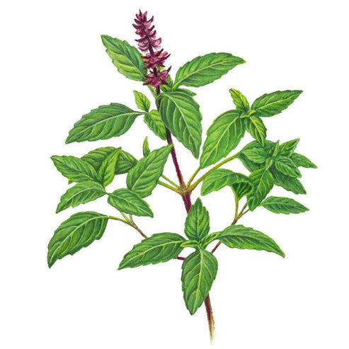Basil-Thai Sweet Thai Org