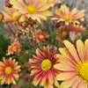 Chrysanthemum-Campfire Glow 3C