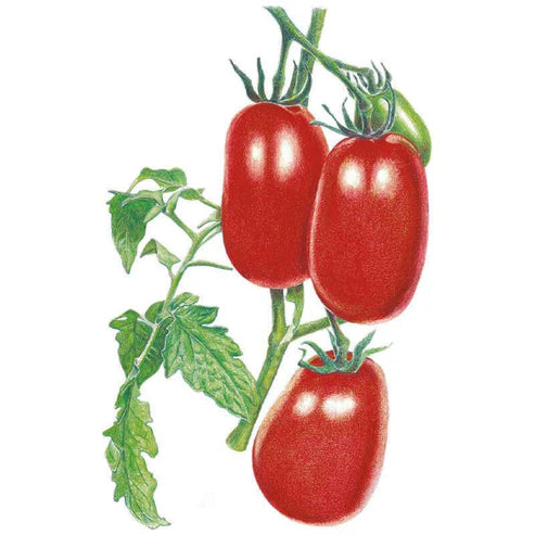 Tomato-Bush Roma Italian Org