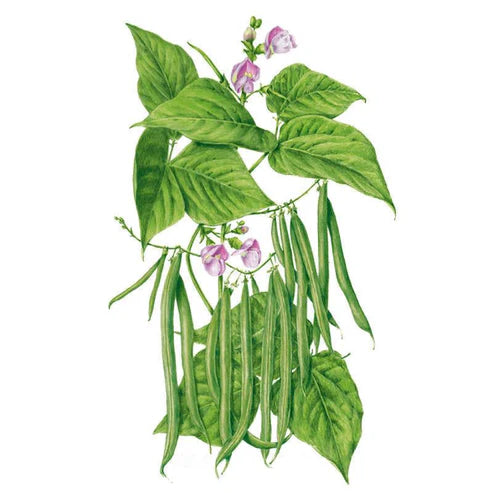 Bean-Bush Provider Org