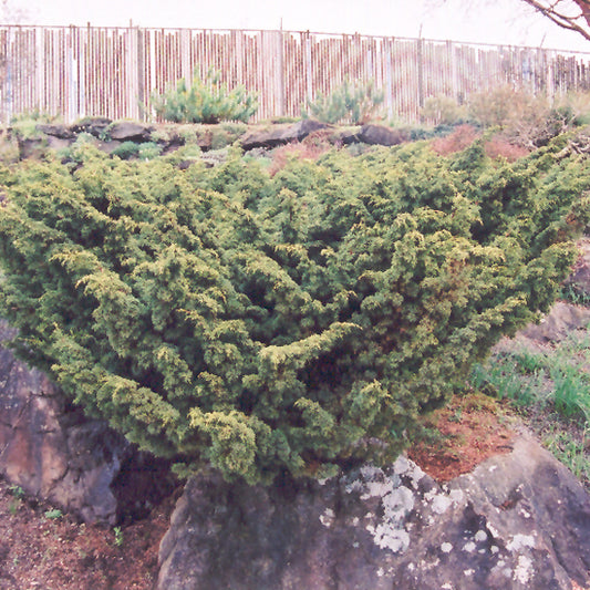 Juniper-Shimpaku 3C