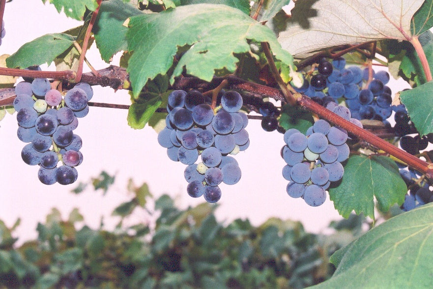 Grape-Concord Seedless 2C