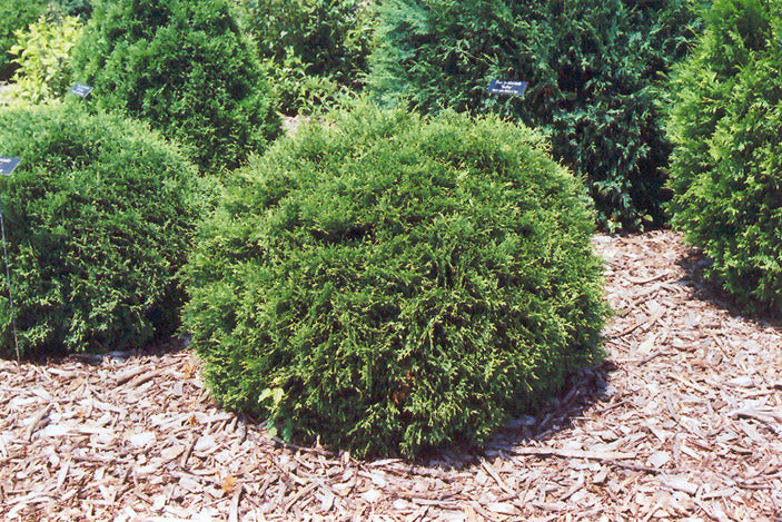 Arborvitae-Hetz Midget 2C