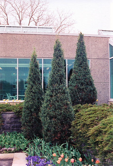 Juniper-Skyrocket 6'B