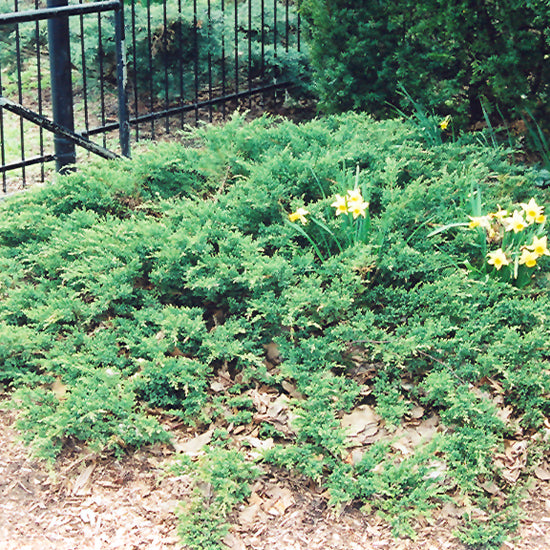 Juniper-Sargent Green 3C