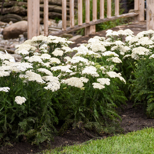Achillea-Firefly Diamond 1C