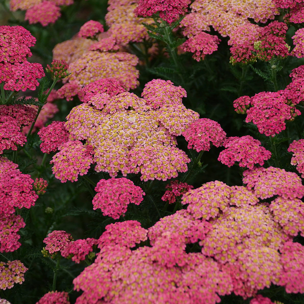 Achillea-Summer Taffy 1C