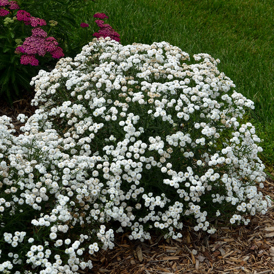 Achillea-Peter Cottontail 1C