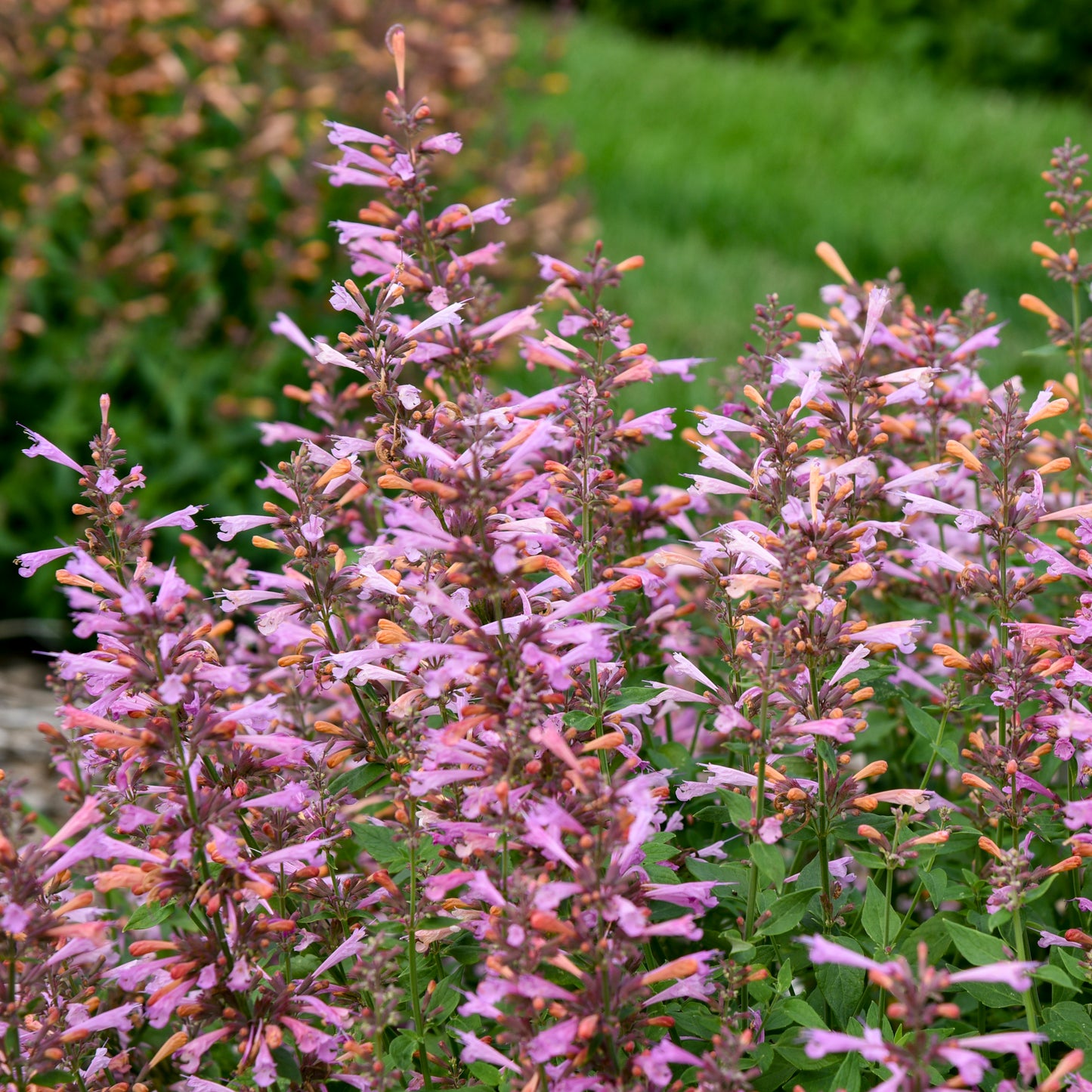 Agastache-Pinky Pie 1C