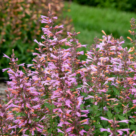Agastache-Pinky Pie 1C