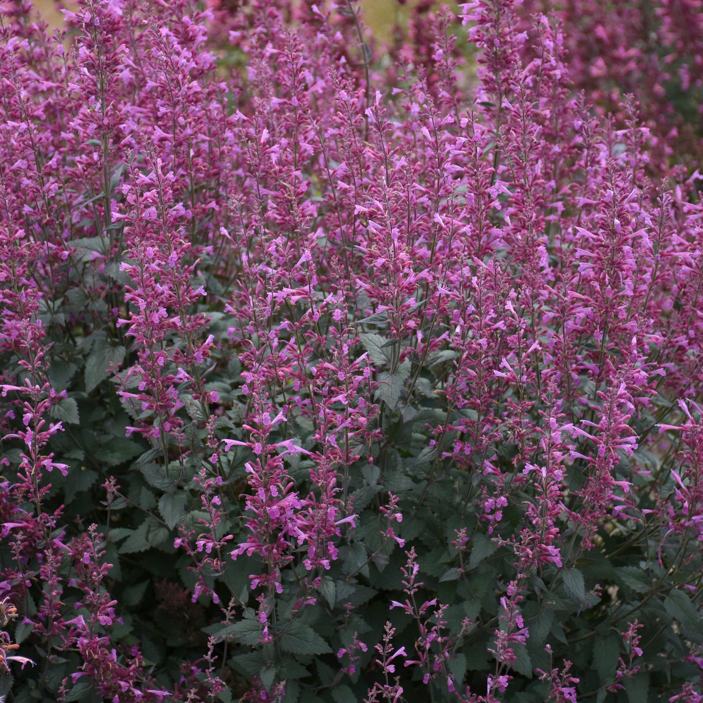 Agastache-Royal Raspberry 1C