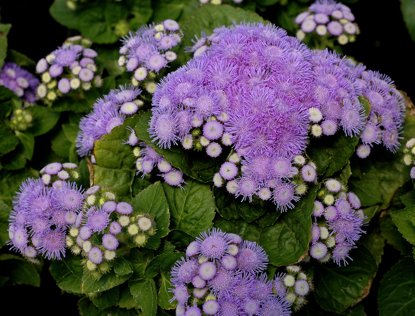 Ageratum-Aloha Blue 6 Pack