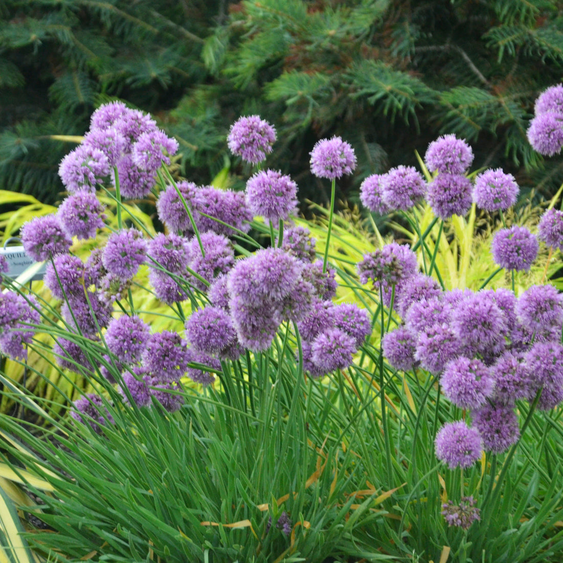 Allium-Medusa 1C
