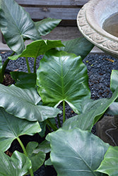 Alocasia-Borneo Giant 10"