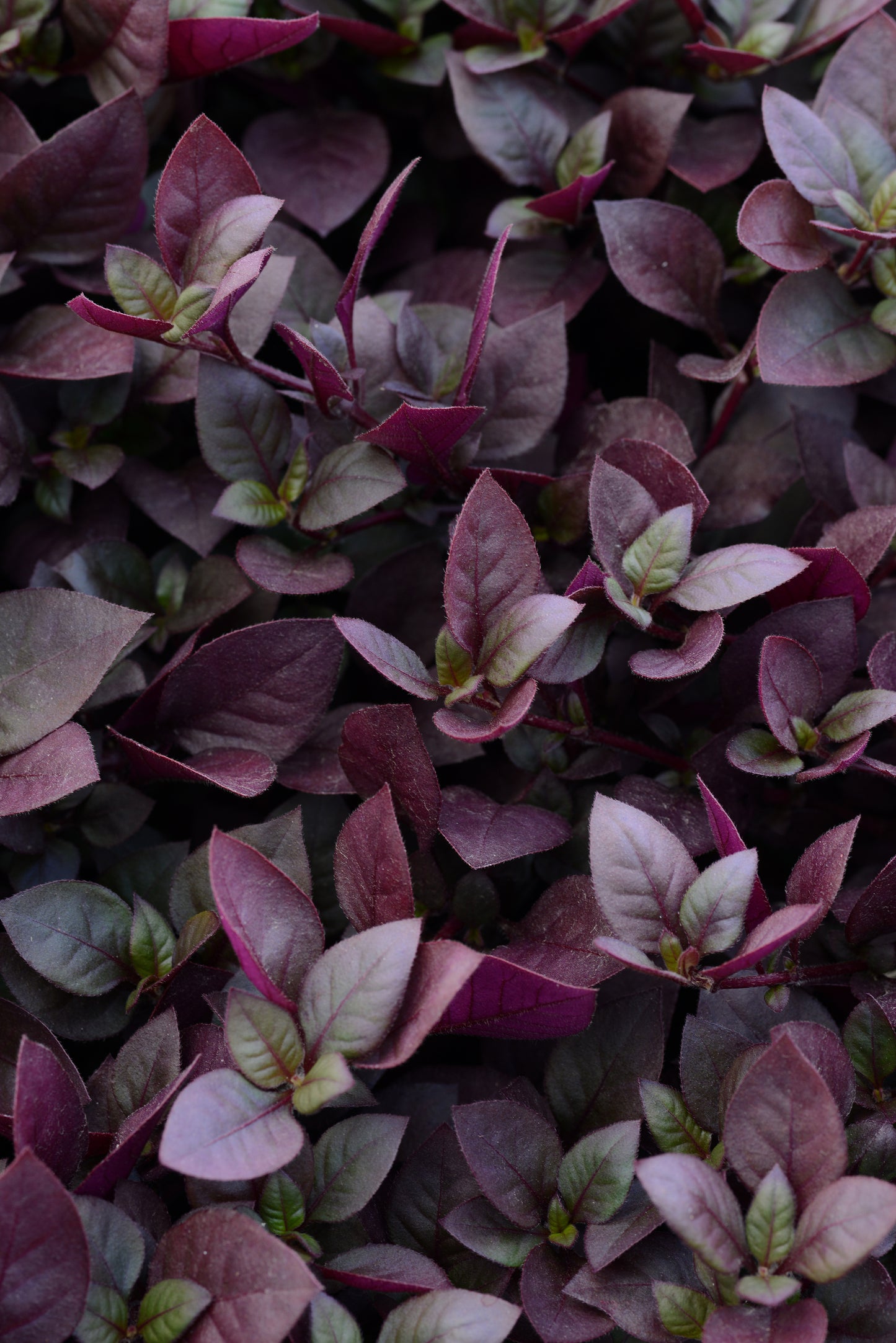 Alternanthera-Purple Prince 3.5"