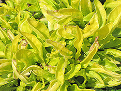 Alternanthera-Yellow 3.5"