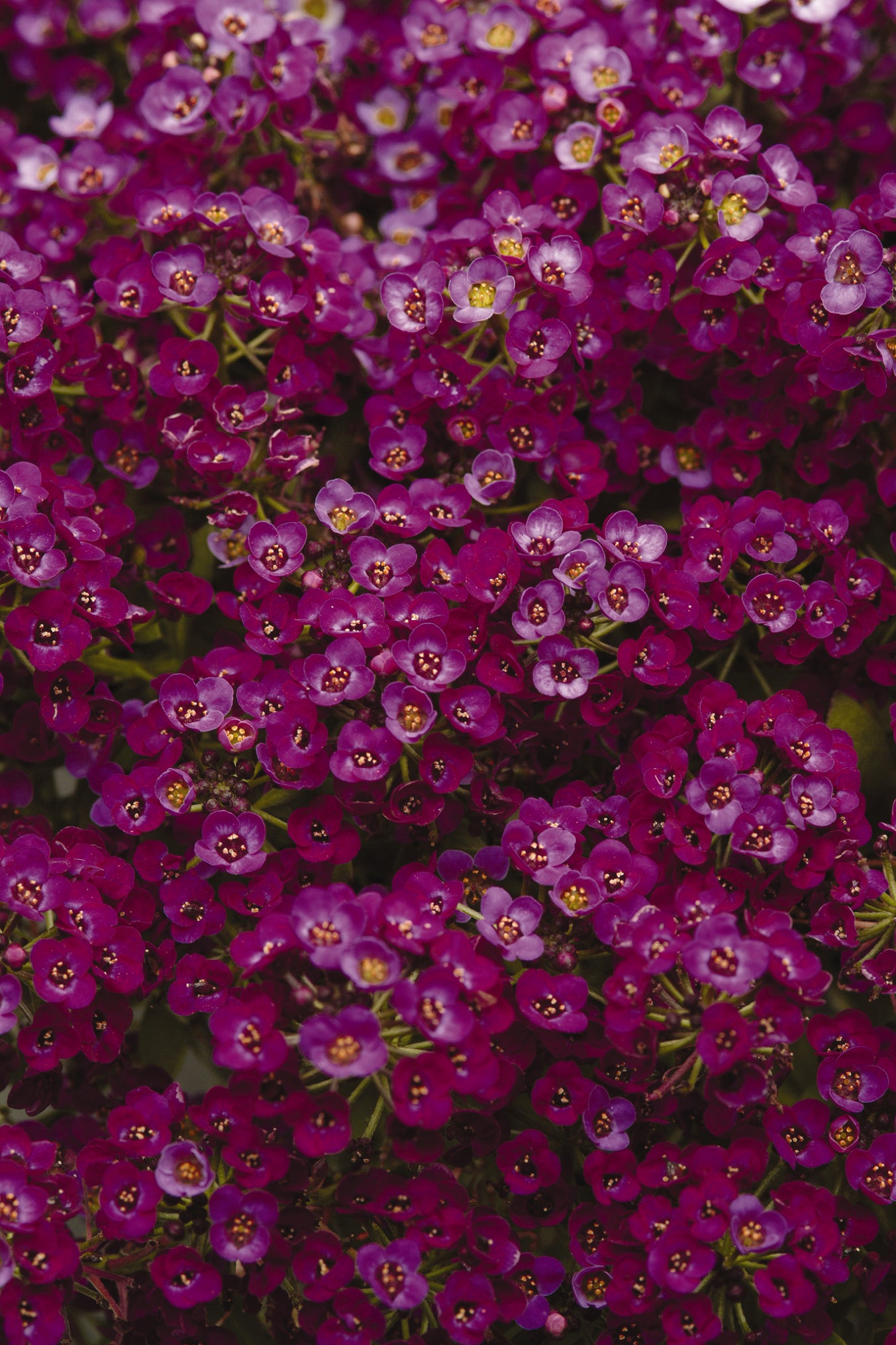 Alyssum-Clear Crystal Purple Shades 6 Pack
